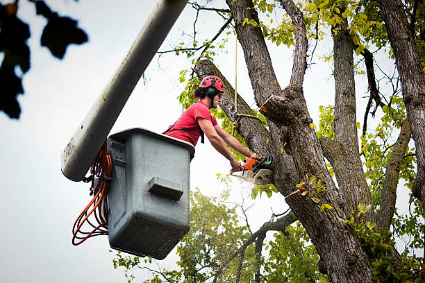 Emergency Storm Tree Removal in Collinsville, TX